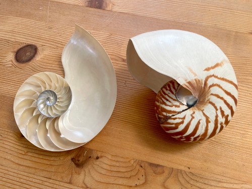 Nautilus pompilius muscheln - muscheln,, 1