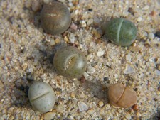 5x  lebende Steine- Lithops -
