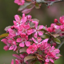Hochstamm zierapfel mokum - hochstamm,