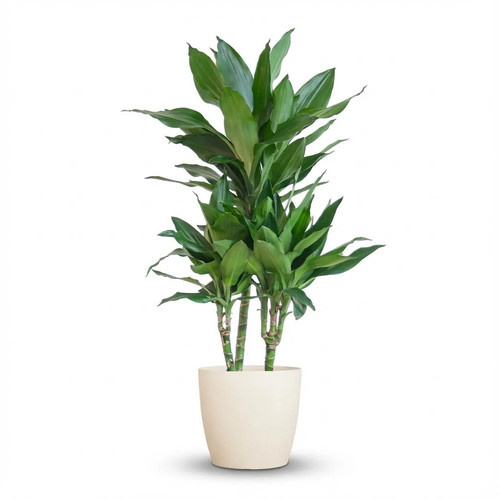 Drachenbaum dracaena janet - -,