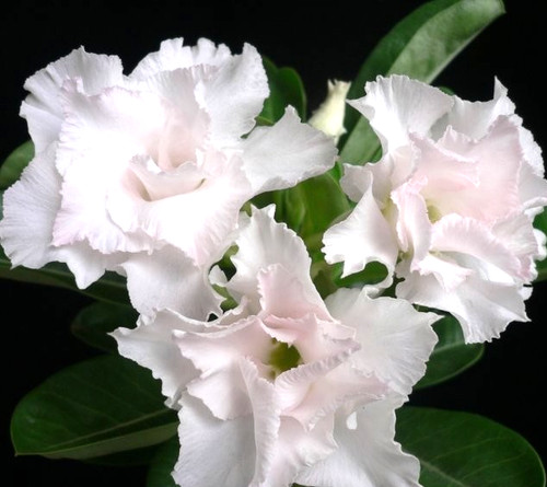 Wüstenrose adenium obesum - wüstenrose,