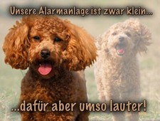 Pudel ZWERGPUDEL Metall