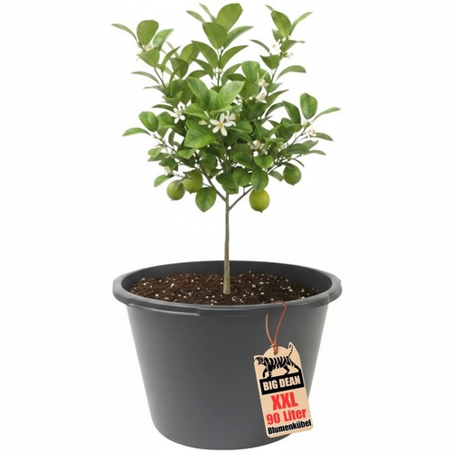 Blumenkübel xxl liter rund - blumenkübel,
