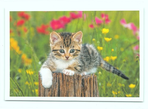 Postkarte katze - katze,