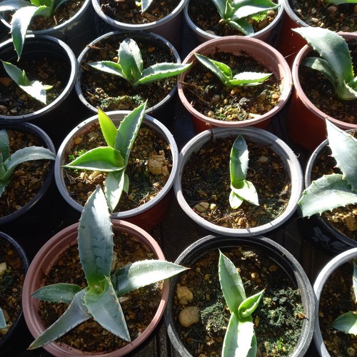 Stück agave havardiana - 10,