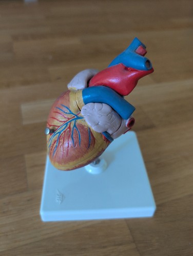Herz modell medizin anatomie - herz,