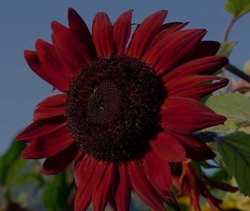 Rote riesen sonnenblume red - riesen-sonnenblume, "red