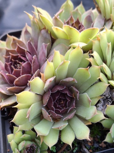 Sempervivum tesoro - "tesoro", –