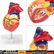ANATOMIE HERZ Herzmodell