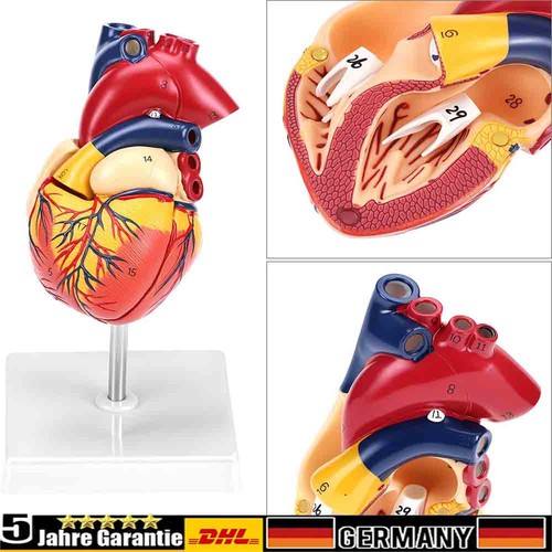 Anatomie herz herzmodell - anatomie,