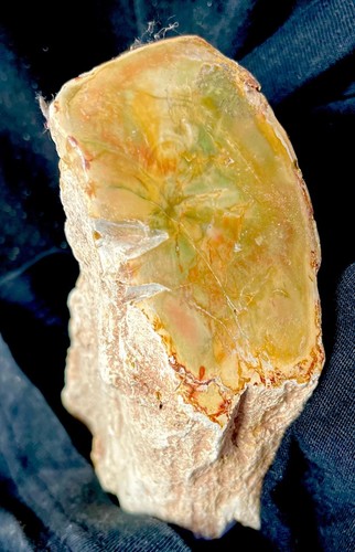 Versteinertes holz eine - versteinertes, seite