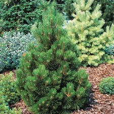 Bosnische Zwergkiefer LITTLE DRACULA  30-35 cm  im Container