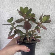 Zimmerpflanze Crasula ovata