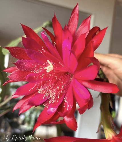 Ruby snowflake curtain - snowflake,