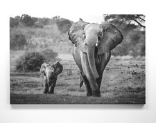 Faszinierende Elefanten Motive