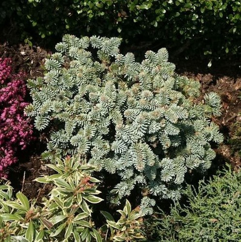 Zwerg edeltanne blaue hexe - edeltanne,