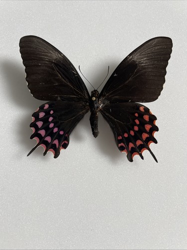 Entomologie*Papilio