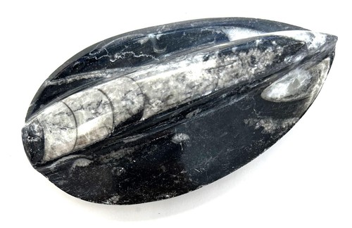 Fm0259 natürlicher orthoceras - natürlicher,