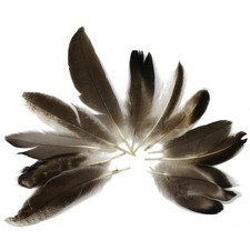 DEKO BASTEL FEDERN (1Pack á 10-12 St.) Karneval Fasching Vogel Kostüm Zubehör