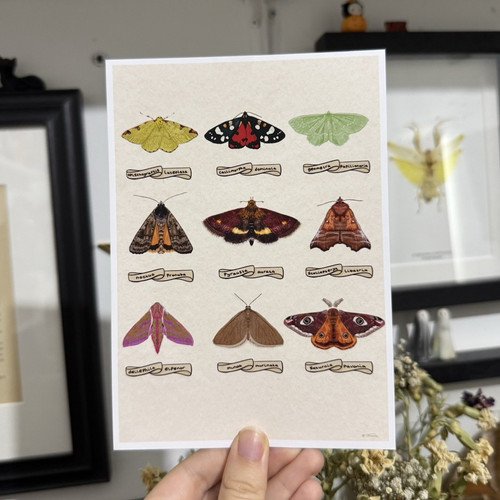 Motten naturkunde illustration - motten,