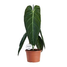 Philodendron Melanochrysum –