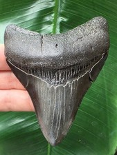 9,8 cm dunkler glänzender