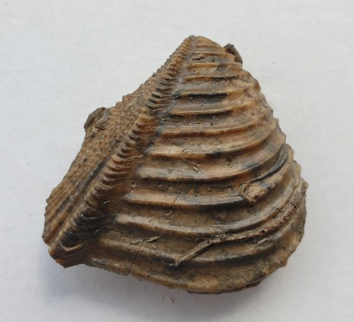 Trigonia interlaevigata - ,