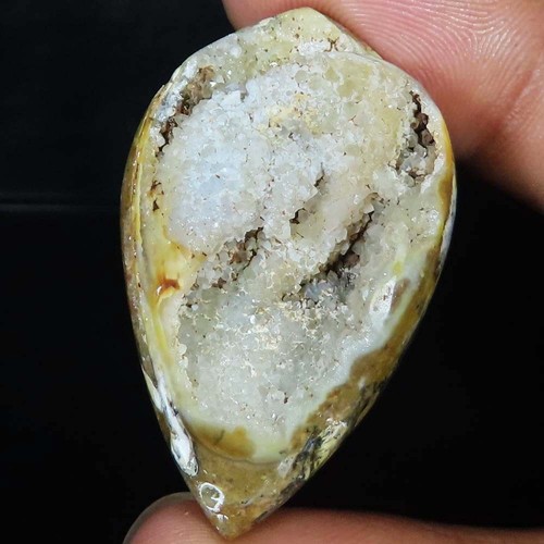 Natürlich fossil schnecke - fossil,