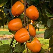 Diospyros KAKI 'Cioccolatino' - Kakibaum Winterharte veredelte Pflanze 150-170cm