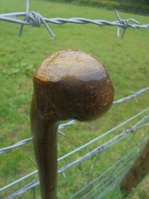 Irish Blackthorn Shillelagh