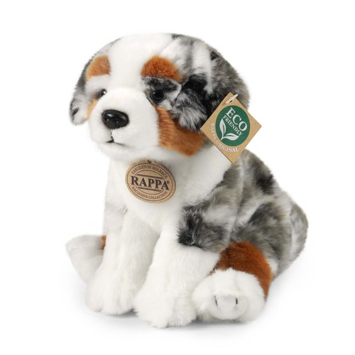 Australian shepherd cm - 20,