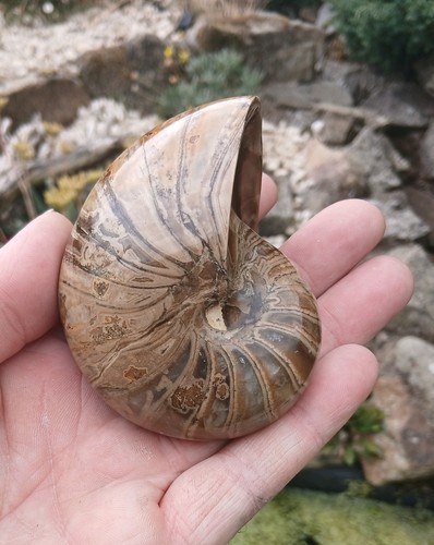 Nautilus fossil madagaskar - nautilus,