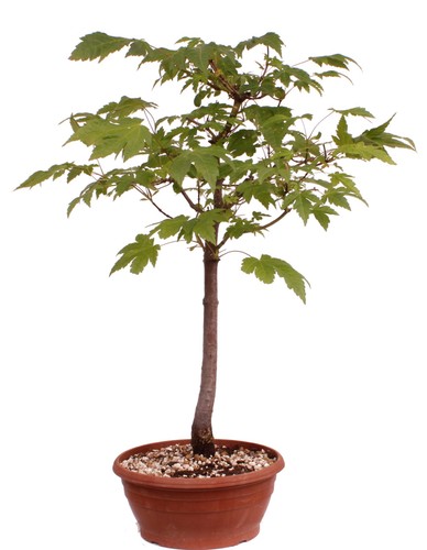 Bonsai acer rubrum - acer,