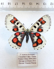 ENTOMOLOGIE, SCHMETTERLING