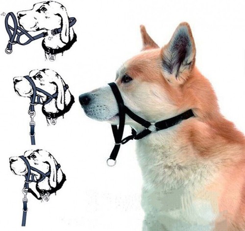 Hundehalter halti training - hundehalter,