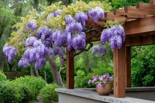 Wisteria Floribunda 'Blue