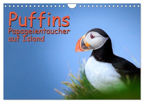 Puffins papageientaucher auf - -,