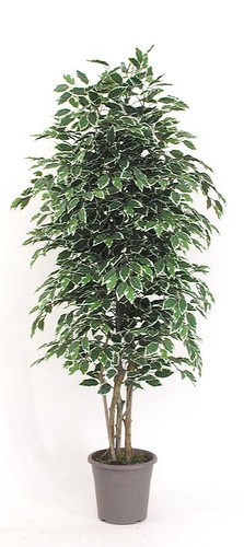 Artplants kunst ficus - kunst,