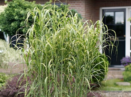 Miscanthus x giganteus - 3,