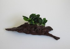 Mangrovenholz m. Anubias Anubias nana petit - Speerblatt Mangrove Wasserpflanze