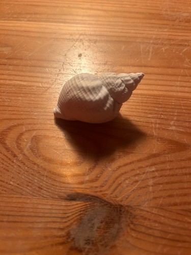Muschel einer schnecke - muschel,