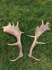 Geweih, Abwurfstangen, Hirsch