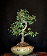 BONSAI CHINESISCHE ULME ULMUS