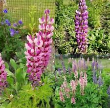 80 Samen Lupinen Mischung Lupine Lupinus Winterharte Staude - Samen Saatgut 