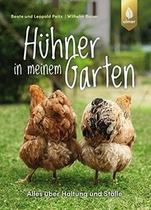 Hühner meinem garten - hühner,