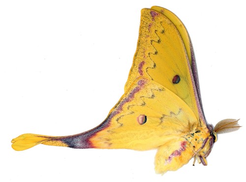 Lepidoptera saturniidae - lepidoptera,,