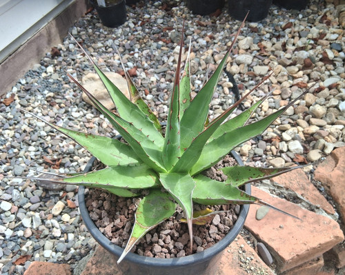 M11 einzelstück agave montana - m11,