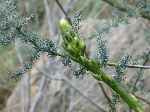 Samen spargel acutifolius - samen,