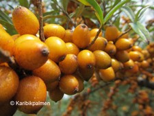 3er Paket - Sanddorn 2x weiblich + männlich - winterharte Pflanzen 30-50cm