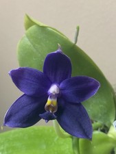 Original phal phalaenopsis - original,
